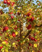 Danziger Kantäpfel - eine von 21 alten Apfelsorten im Hof