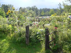 Wilder Garten vor dem Eulenschlupf