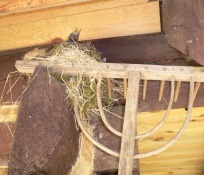 Hausrotschwänzchen brüten im Balkenwerk